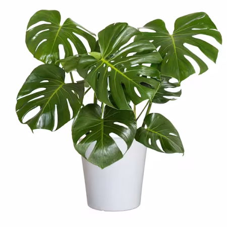 Monstera Swiss Cheese Plant – Live Indoor Natural Plant for Home & Office